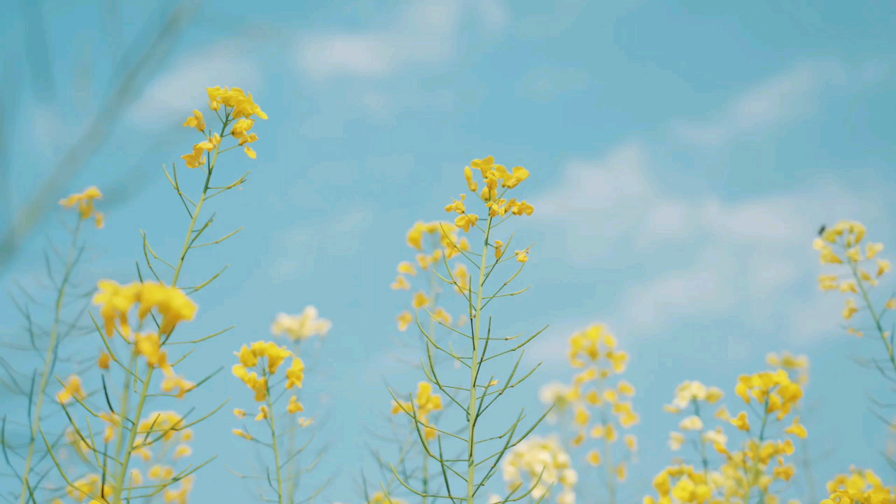 燕子去了,有再来的时候,桃花谢了,有再开的时候.哔哩哔哩bilibili