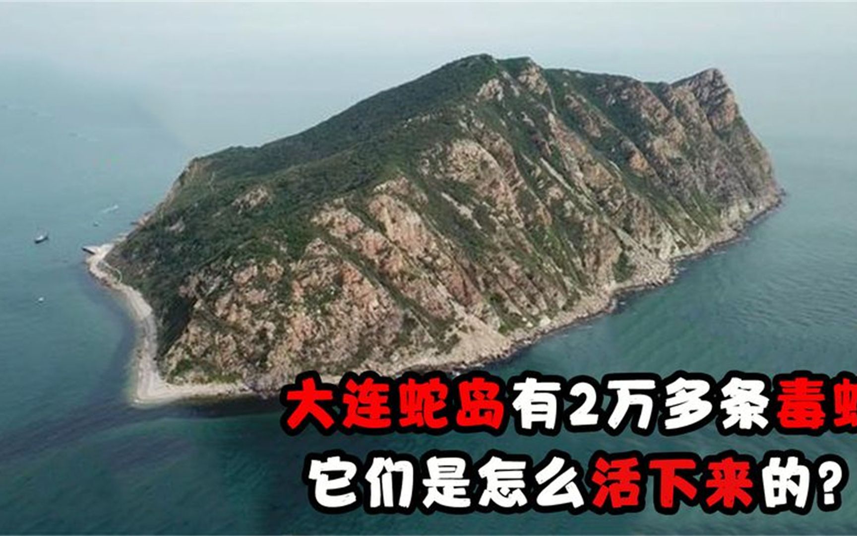 大连蛇岛有2万多条毒蛇,岛上食物有限,它们是怎么活下来的?