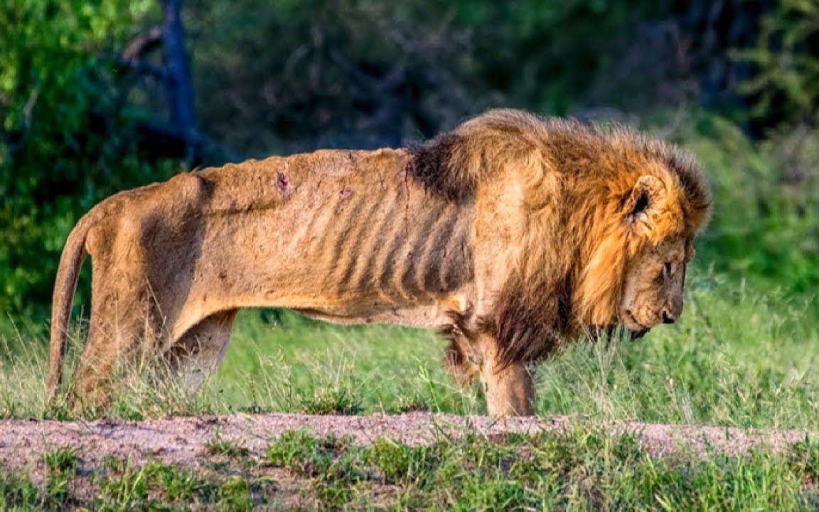 15个向人类求救的动物,流浪狗陷入沥青,狮子饿成皮包骨!