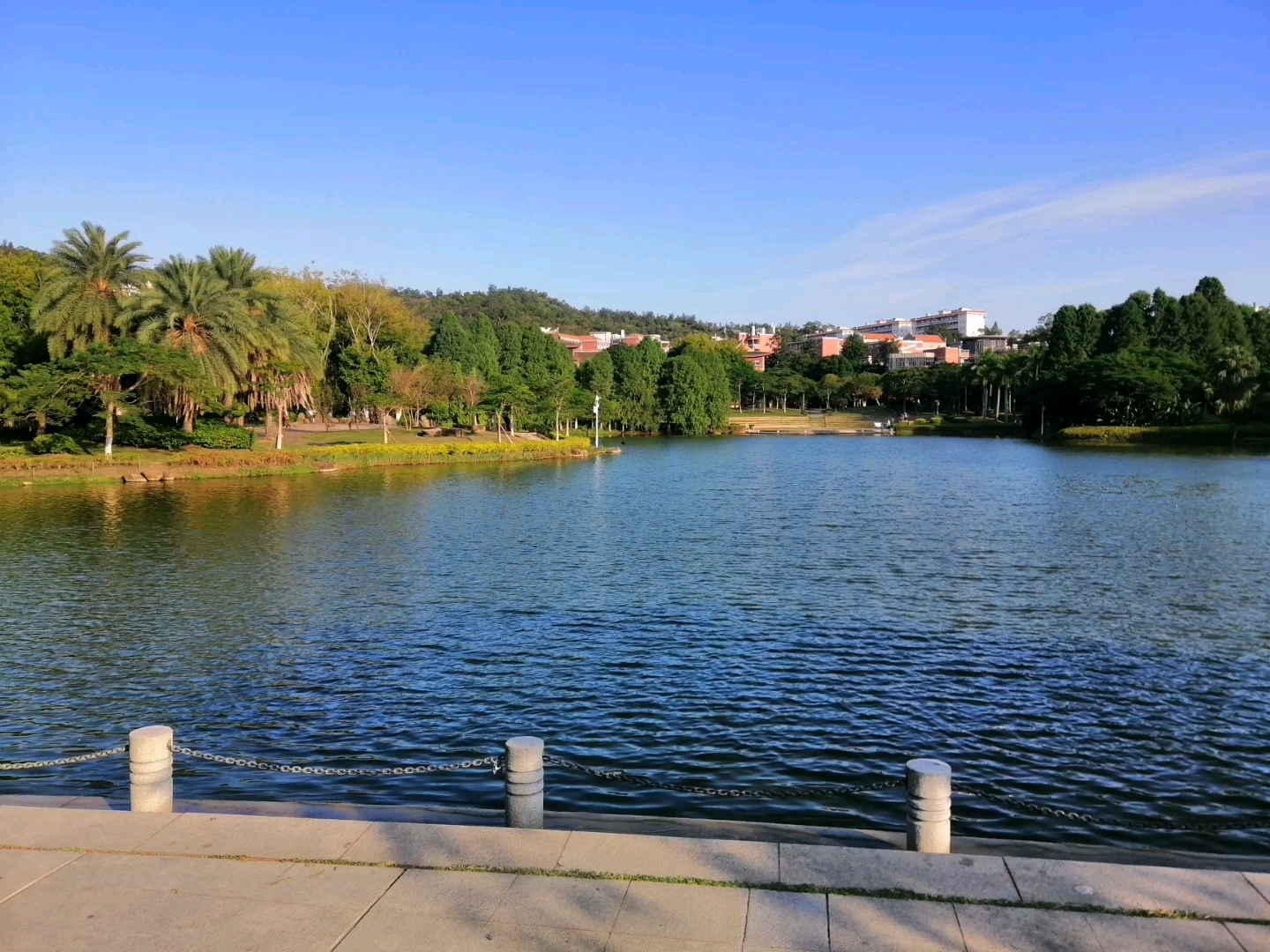 厦门大学校园风景随拍