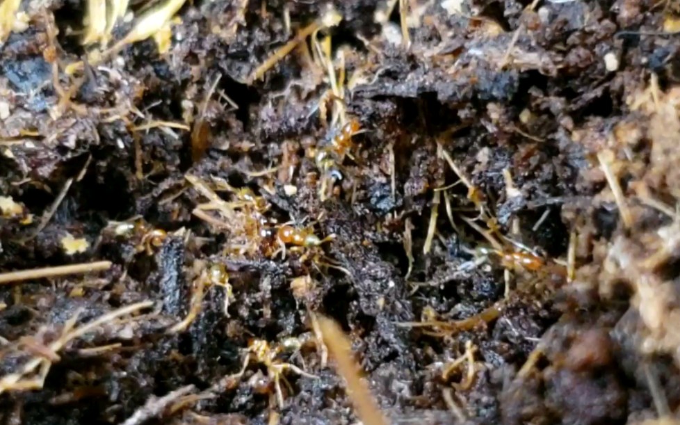 近缘巨首蚁一只工蚁深入黑沟巨首蚁领地也没有发生暴力