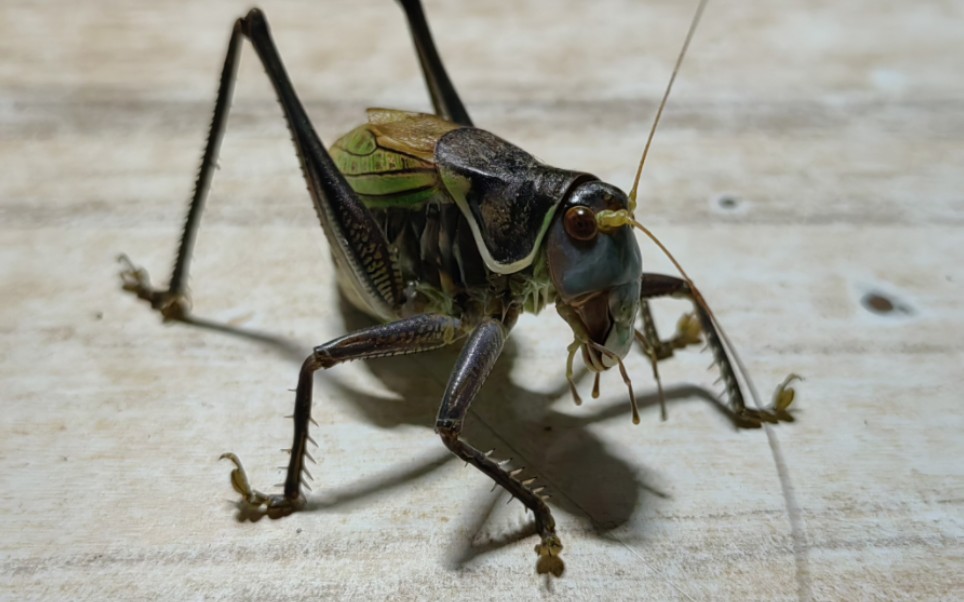 优雅蝈螽—日常