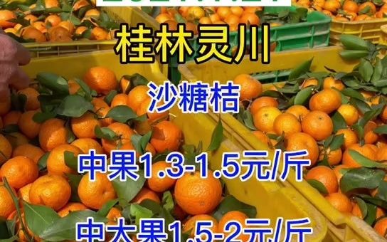 村宝网2021.1.21.收果卖果,今日柑橘报价哔哩哔哩bilibili