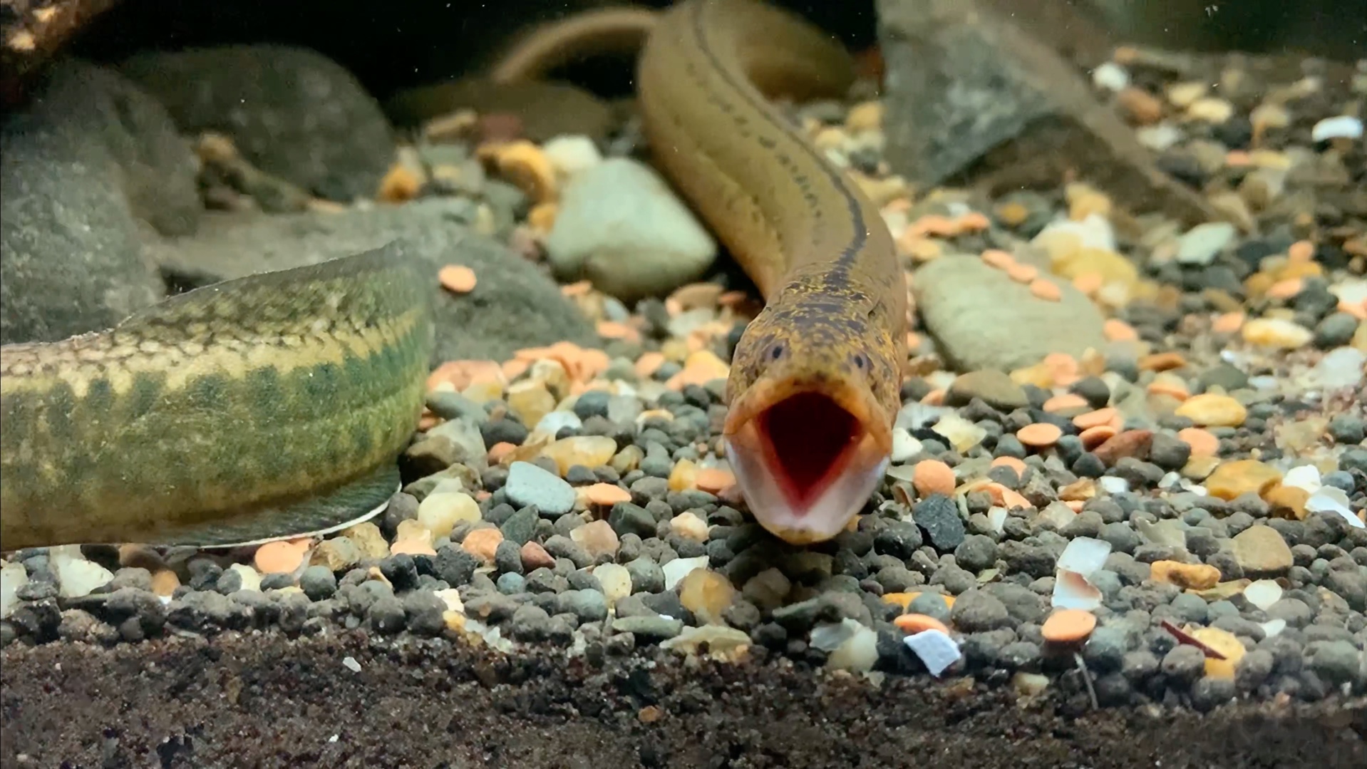 小黄鳝又变大了点