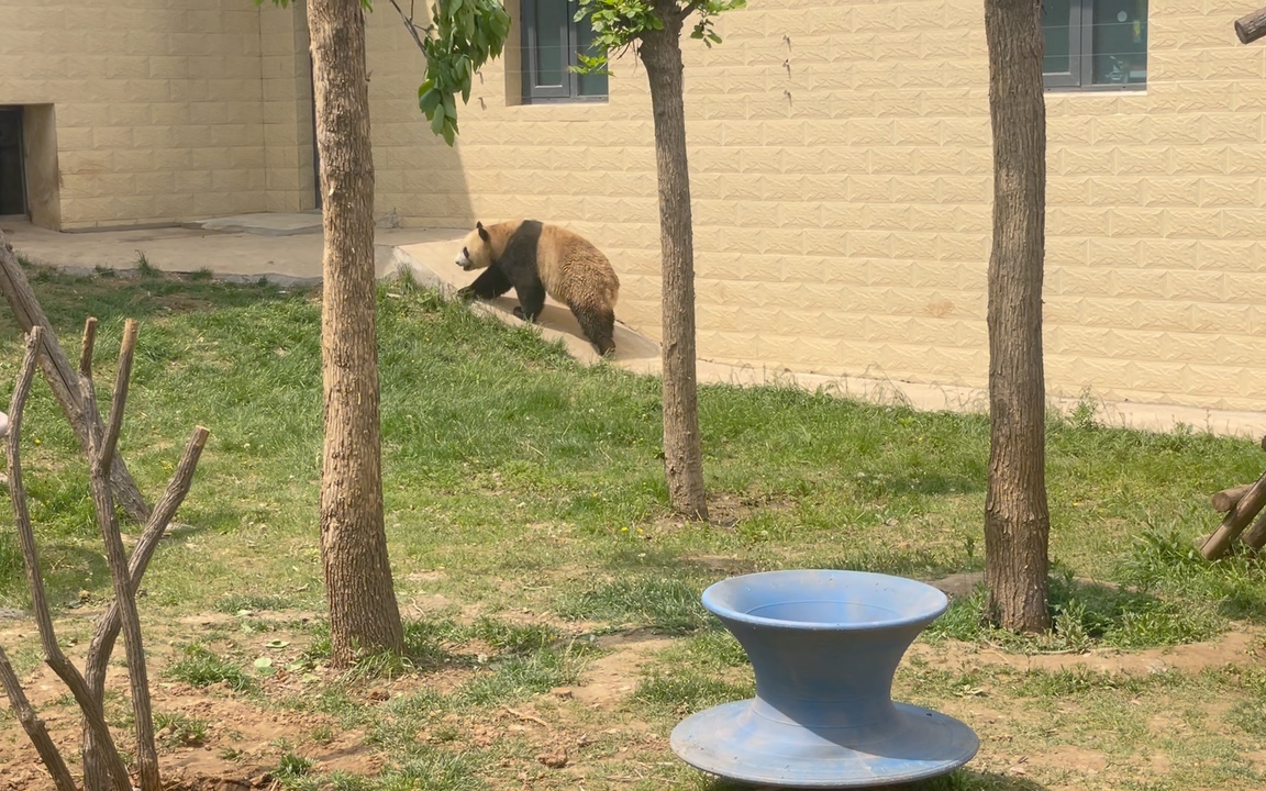 【大熊貓倩寶】石家莊市動物園熊貓館最活潑的