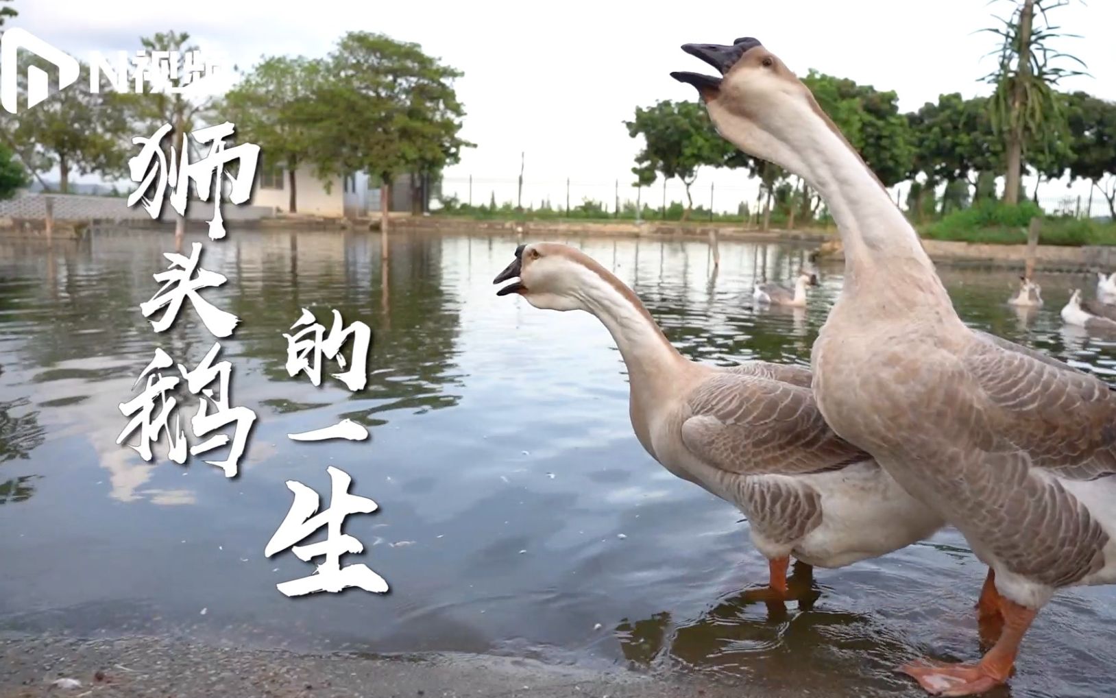 这是真的鹅厂,汕头90后大学生返乡卖狮头鹅,励志让