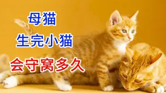 Download Video: 母猫生完小猫会守窝多久