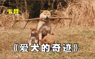 爱犬奇迹 搜索结果 哔哩哔哩 Bilibili