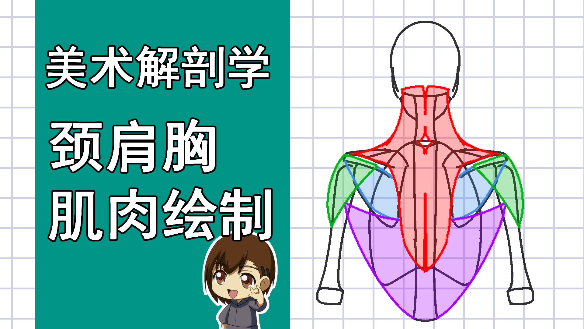 美术解剖学-45-颈肩胸肌肉绘制