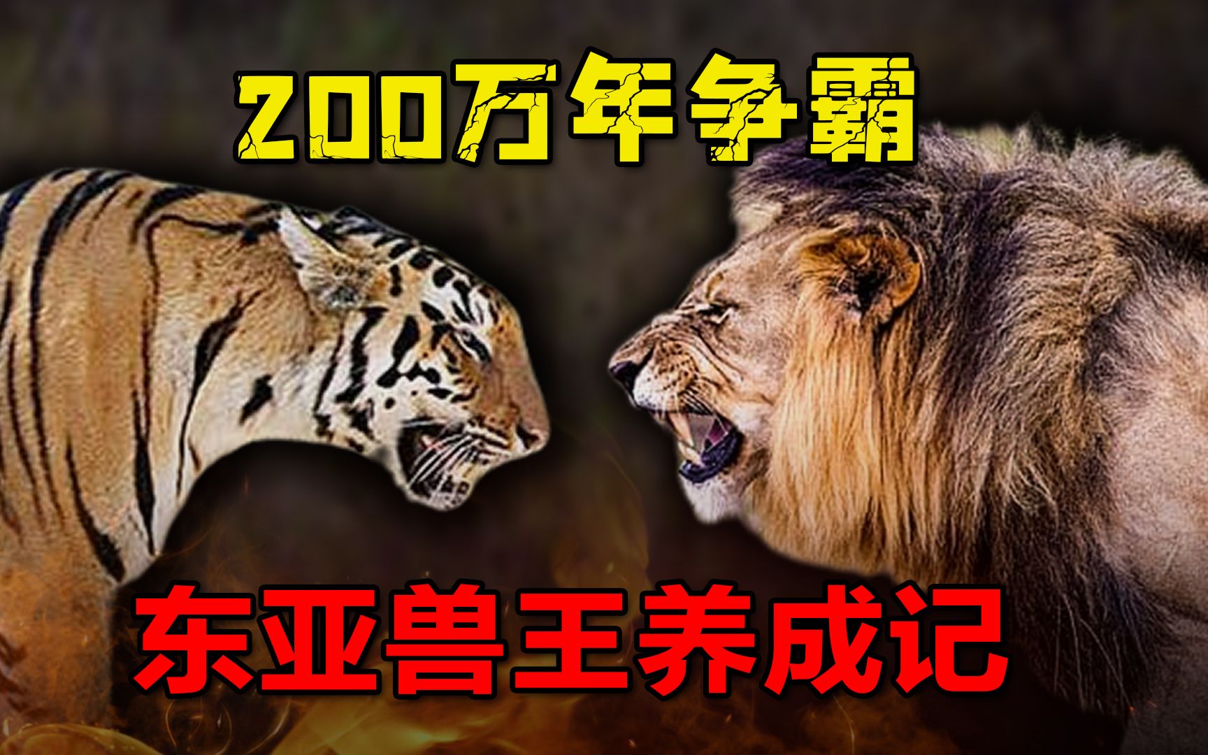 剑齿虎vs狮子图片