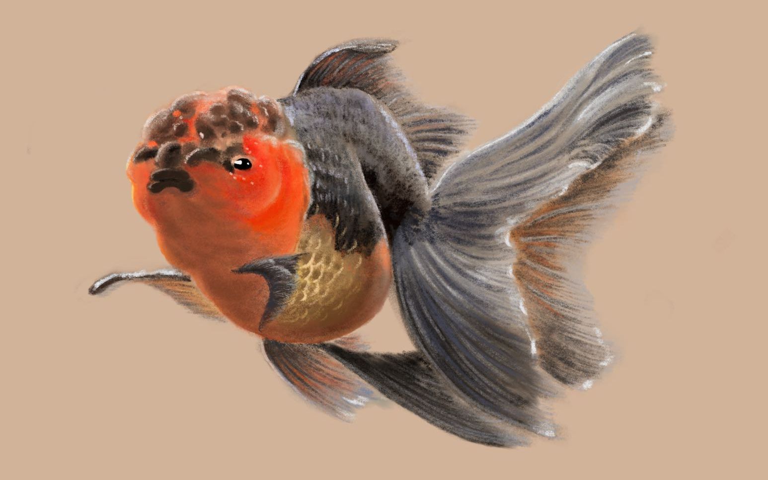 ipad绘画procreate绘画泰狮金鱼