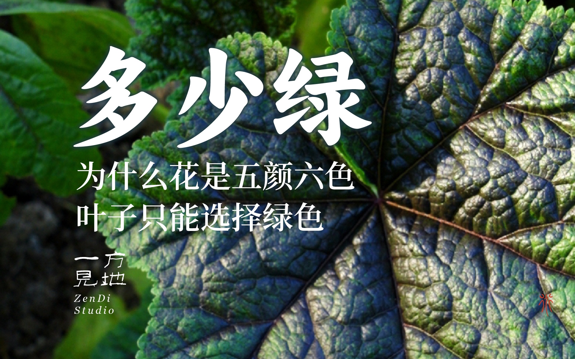 用一片叶子重新理解绿色,理解丰富-一方见地-璐璟-一方见地-璐璟-哔哩哔哩视频