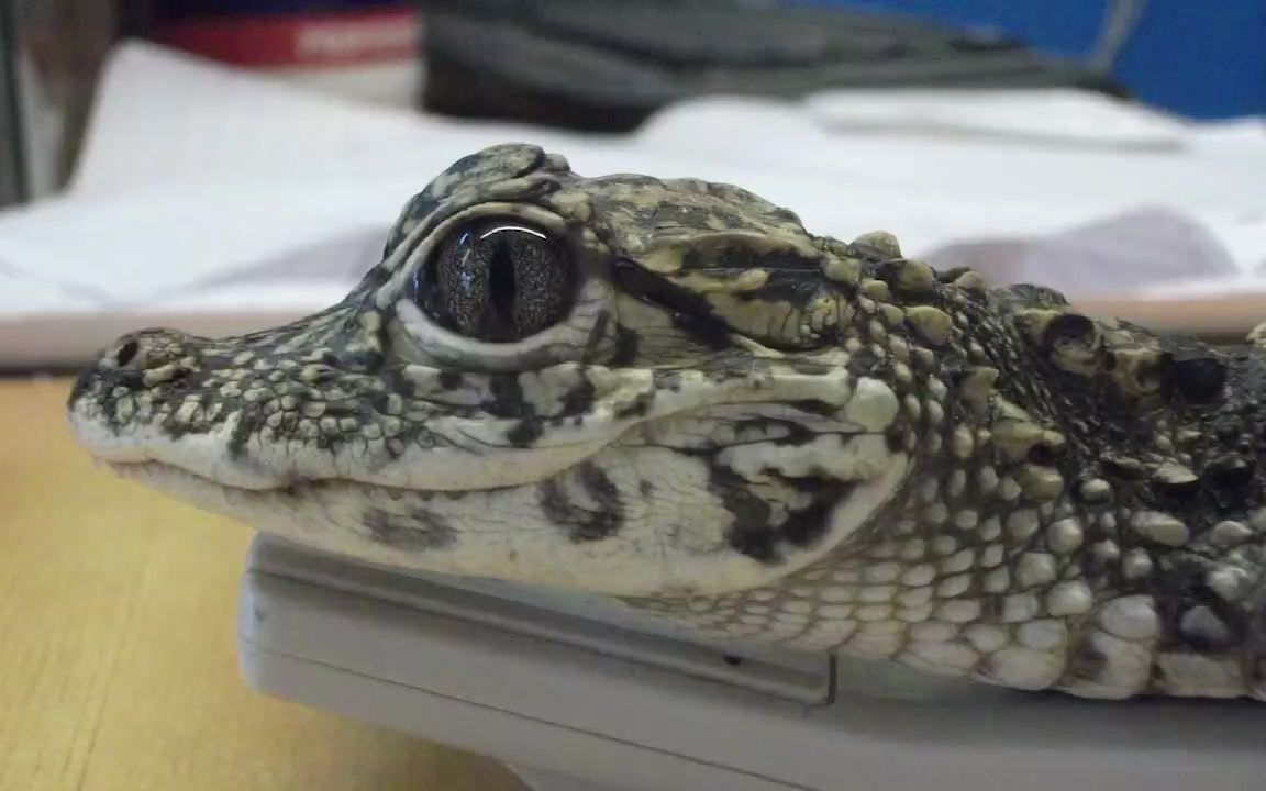 你以为鳄鱼都是凶猛的吗,看看扬子鳄有多蠢萌吧