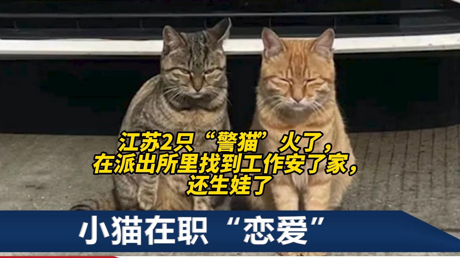 江苏2只“警猫”火了,在派出所里找到工作安了家,还生娃了哔哩哔哩bilibili