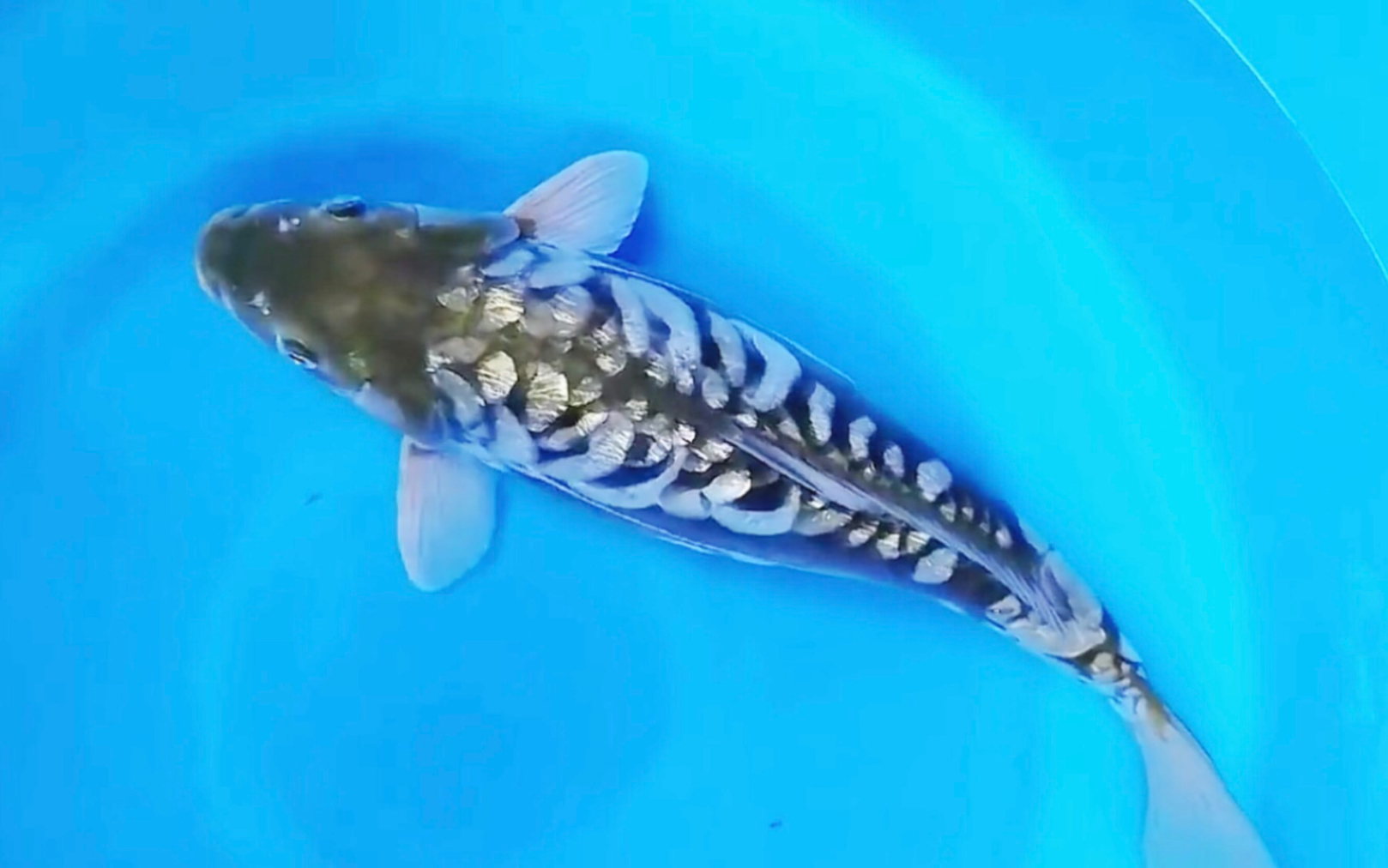 龙鳞锦鲤欣赏,很酷滴大型装甲鳞片观赏鱼.