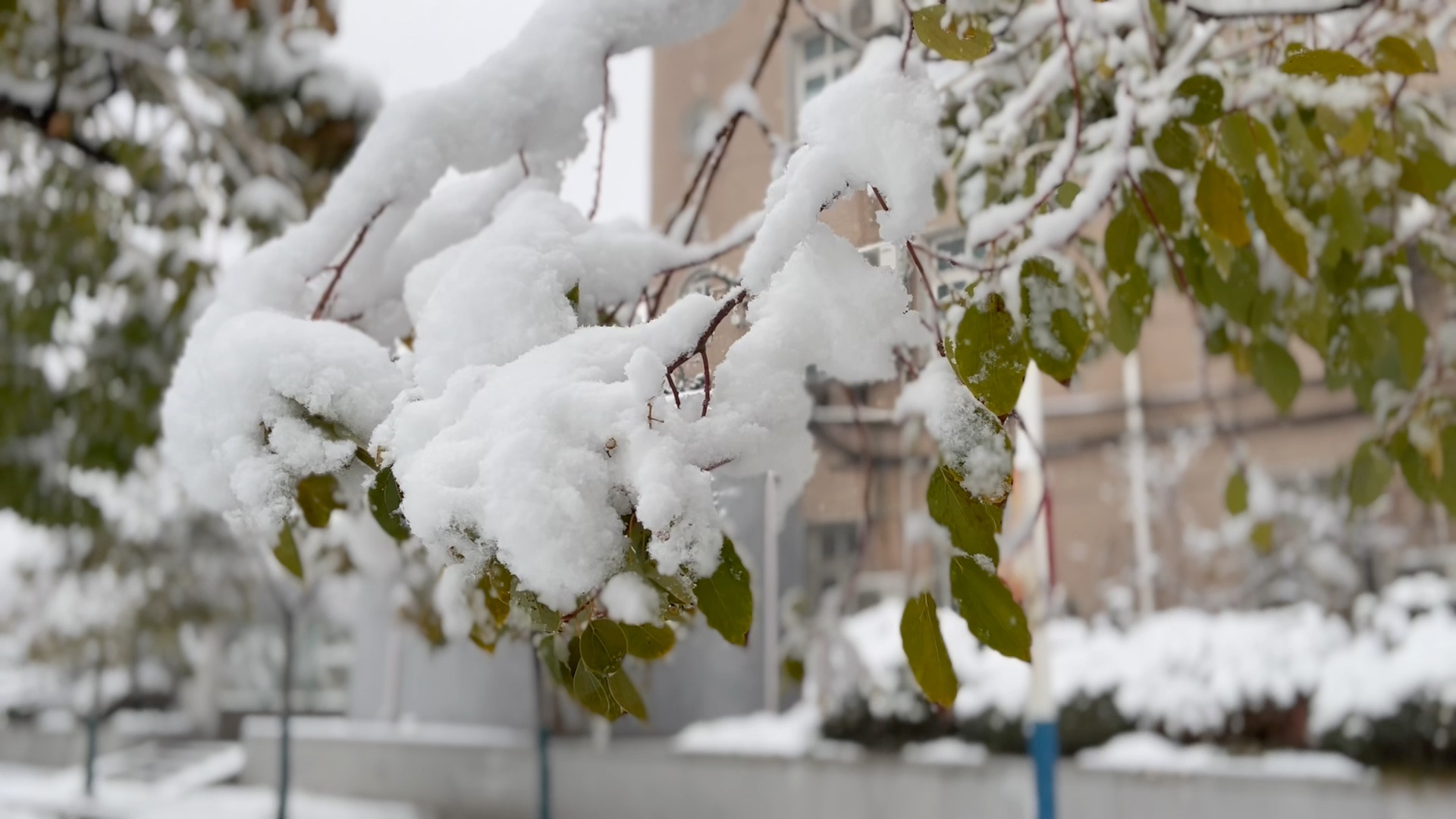 [图]【SNOW】忽如一夜春风来，千树万树梨花开