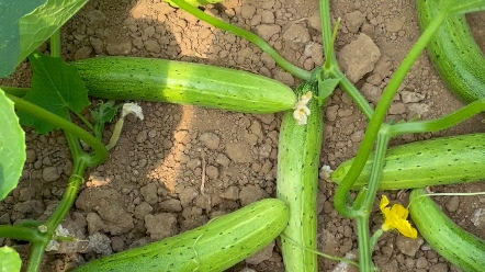 不用搭架的爬地黄瓜,适合新手懒人种植