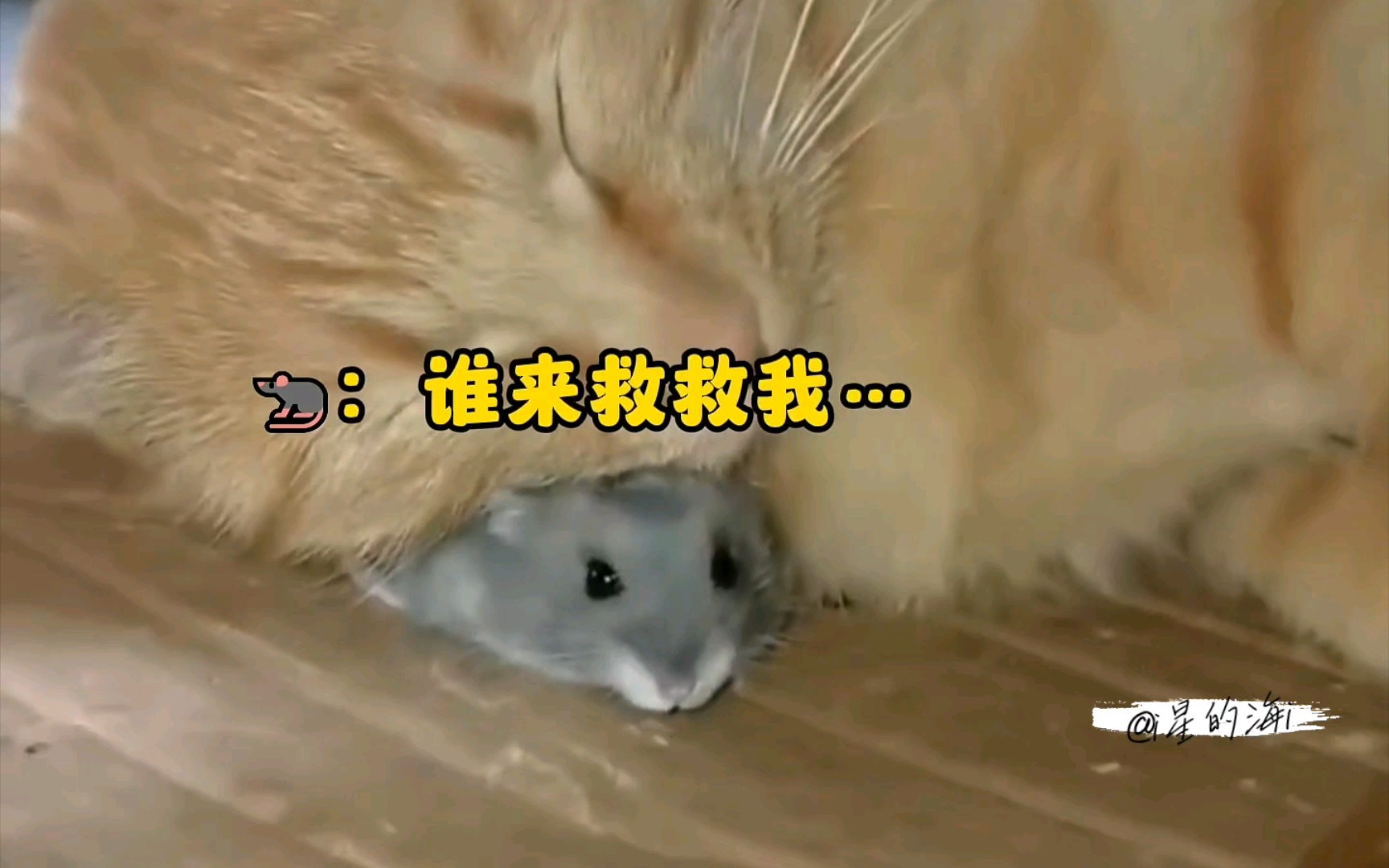 [图]那些被猫猫抓到的鼠鼠