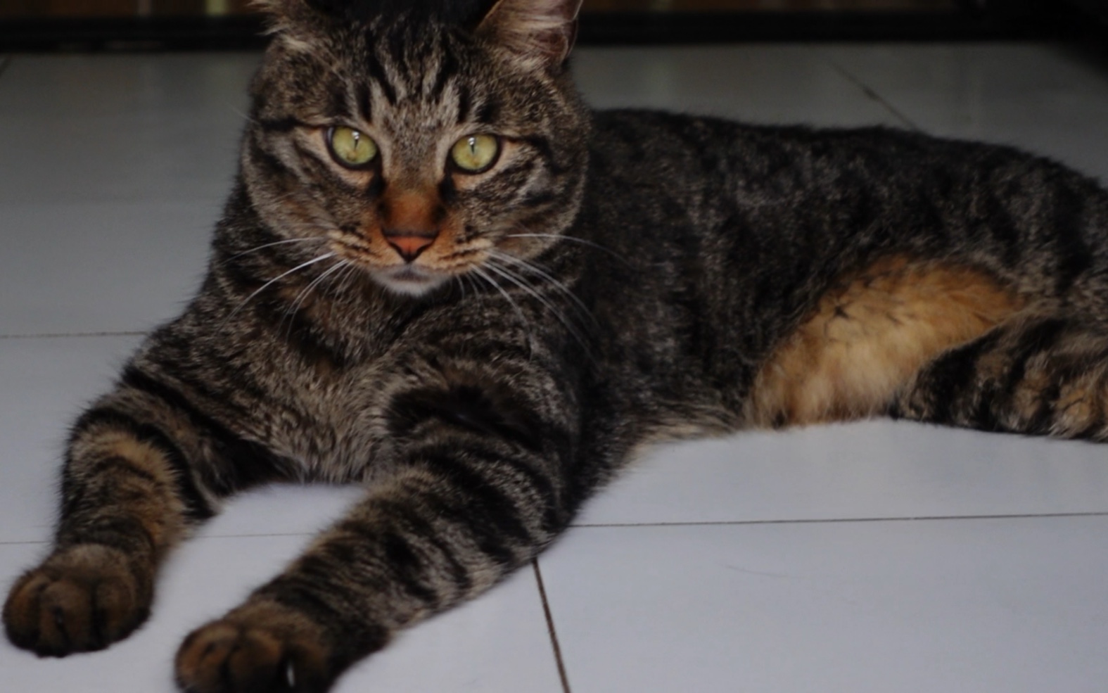 爱玩狗尾巴草的大胖狸