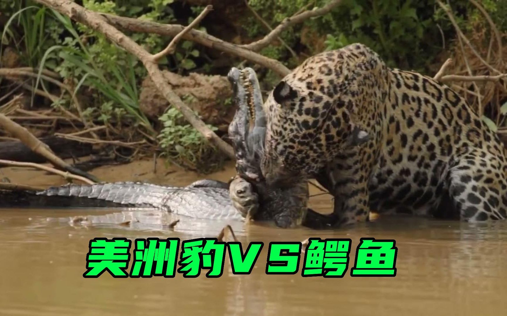 "打工豹"的亲戚太给力了,美洲豹猎杀凯门鳄,画面让人震撼