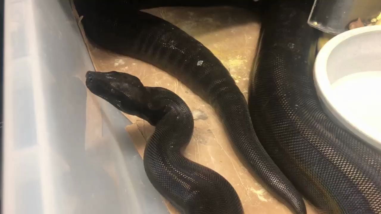 红尾蚺imgorincreasingmelanisticgenecombosinboasfeb62020