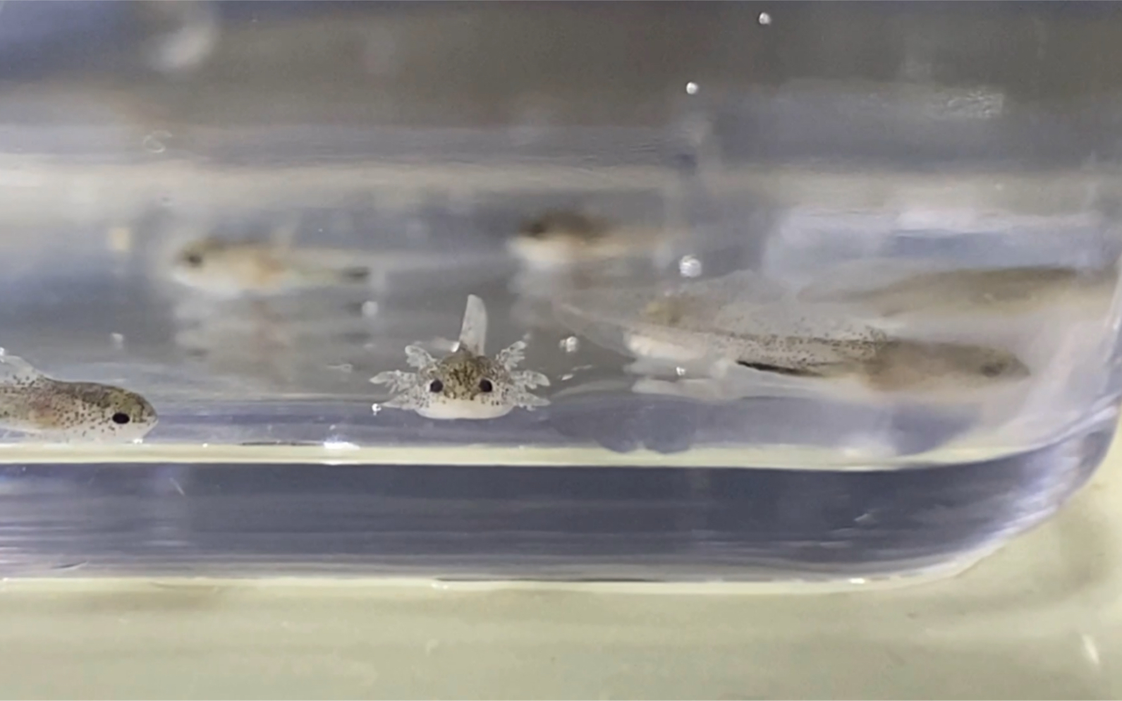 墨西哥钝口螈六角恐龙出生25天的66幼崽超可爱