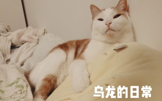 养乌龙猫的欠欠的个人空间 哔哩哔哩 つロ乾杯 Bilibili
