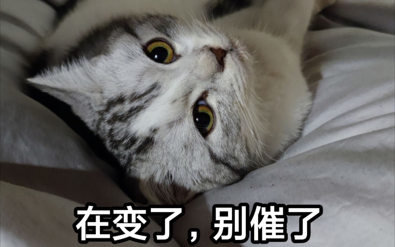 活动  好听就是好爪