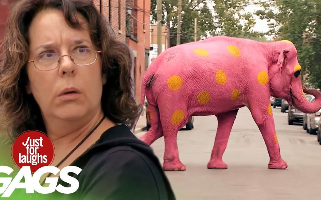 油管超清动物恶作剧ohmygod红色的大象