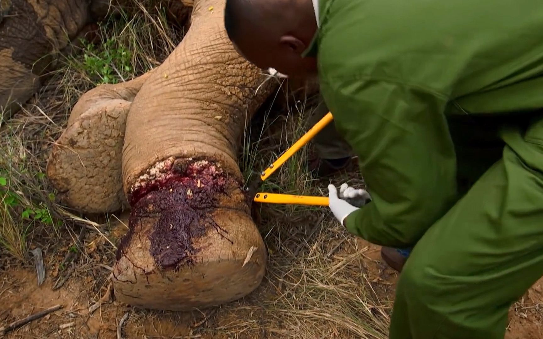 一群人对准大象受伤的脚,就是"咔擦一剪,象脚才得以救治!
