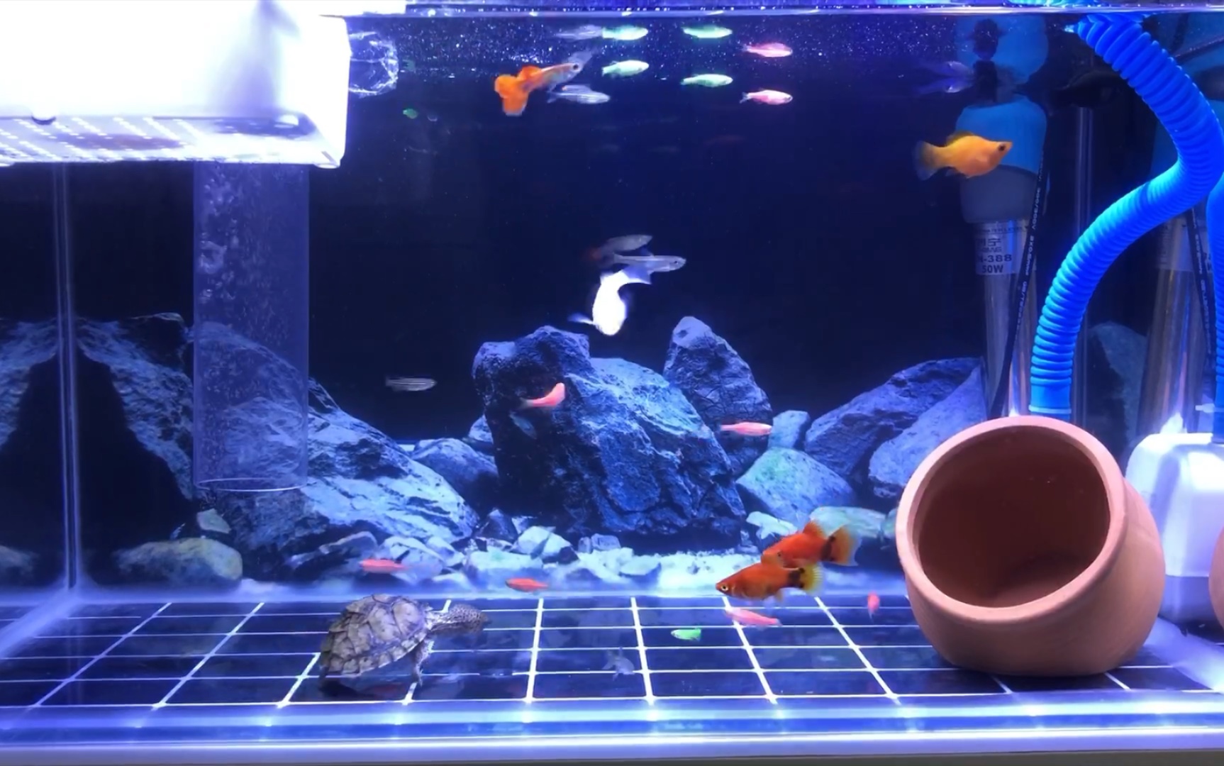 剃刀龟新造景—开启自助餐模式!