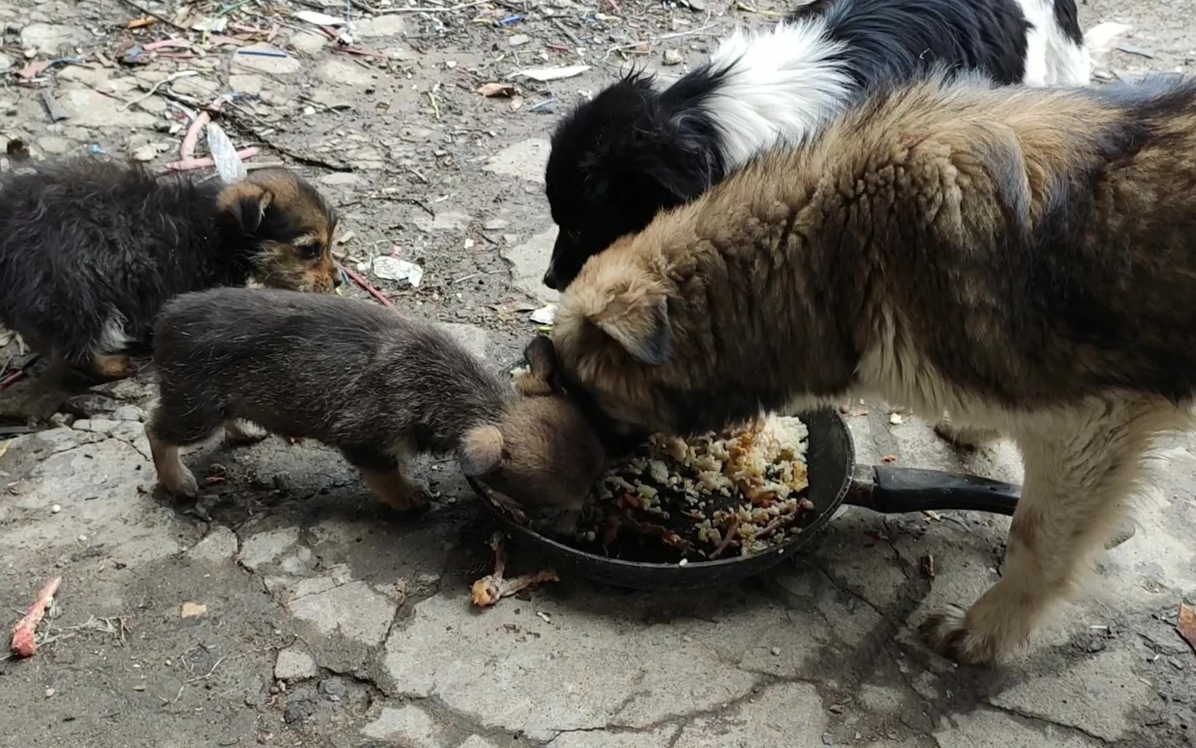 每天带饭给流浪狗吃,因为饿都要抢着吃,奶狗为生存敢和大狗挣食
