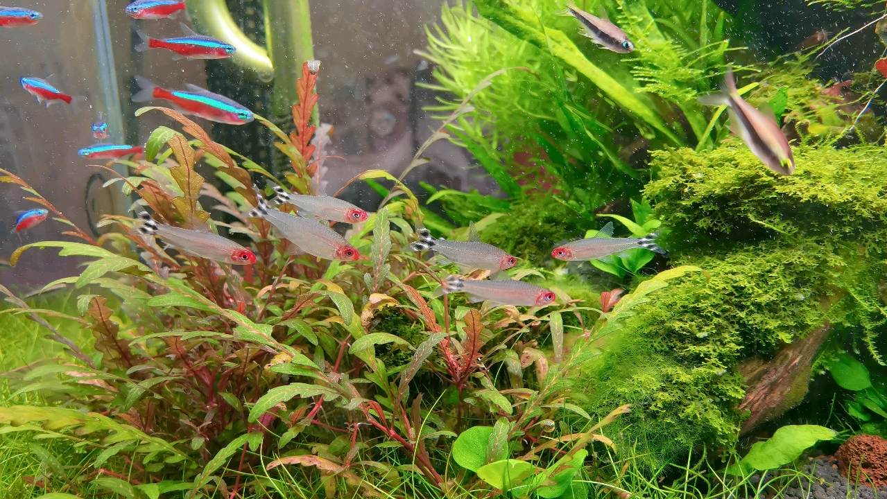 红鼻剪刀群游效果绝了