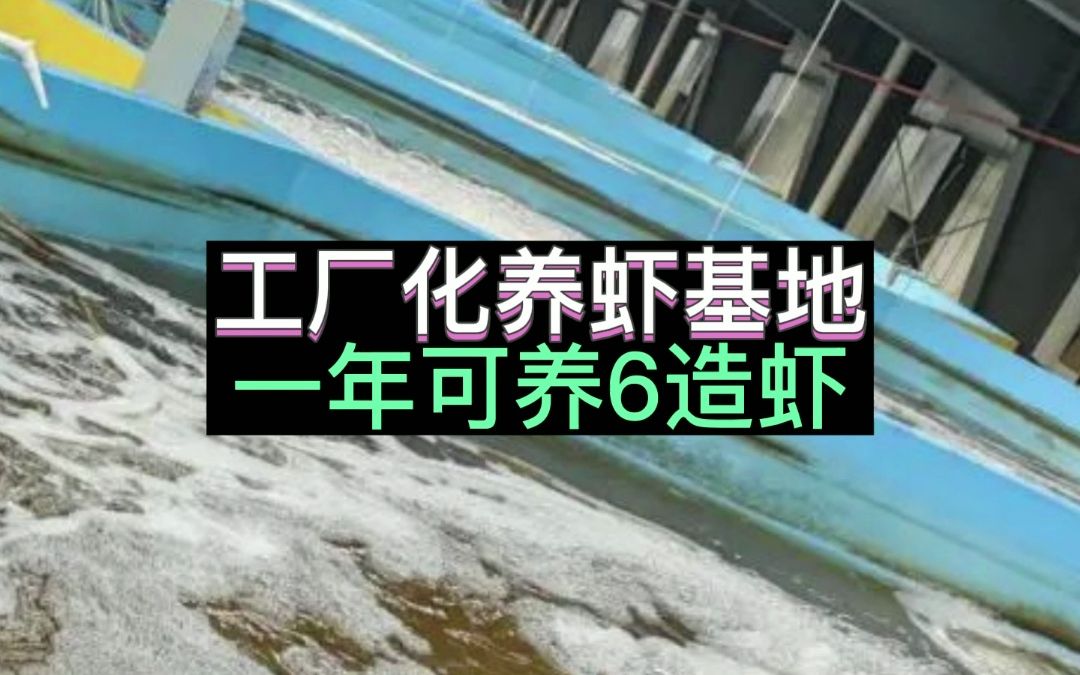 厉害了!这个工厂化养虾基地,一年可产6造虾,产量是传统的10倍!哔哩哔哩bilibili