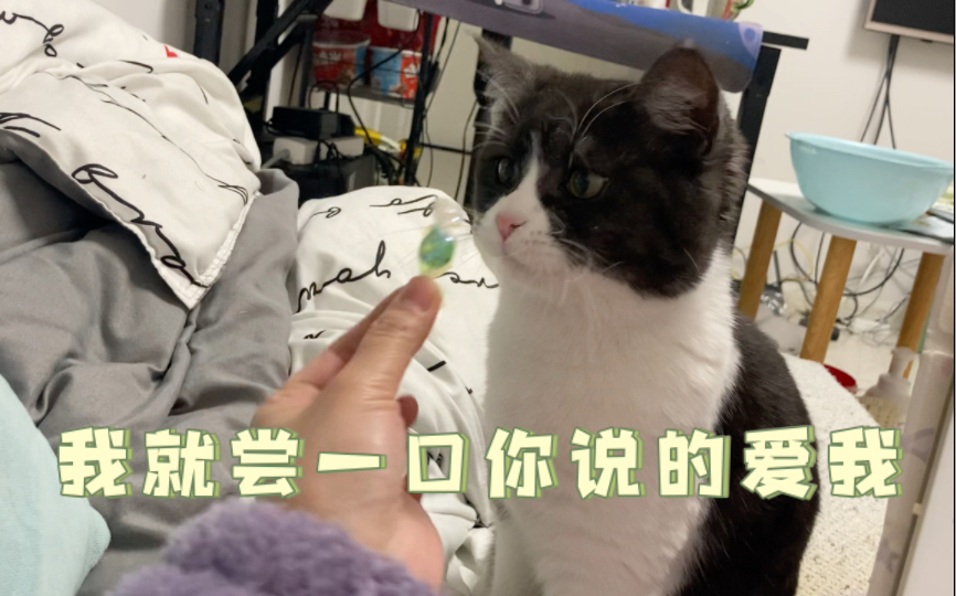 [图]爱吃糖的小猫咪咬得都不会不准哦(˃ ⌑ ˂ഃ )