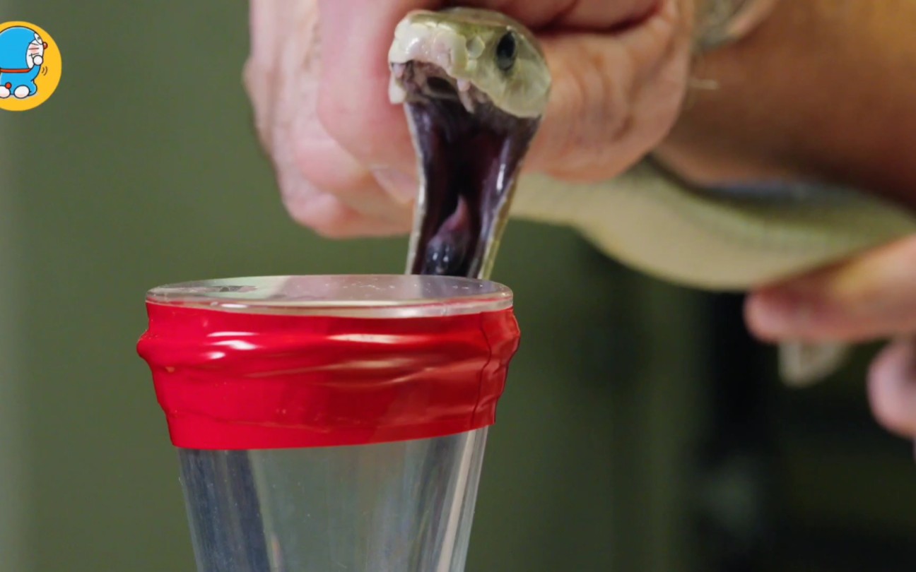 黑曼巴被放空毒液!太狠了