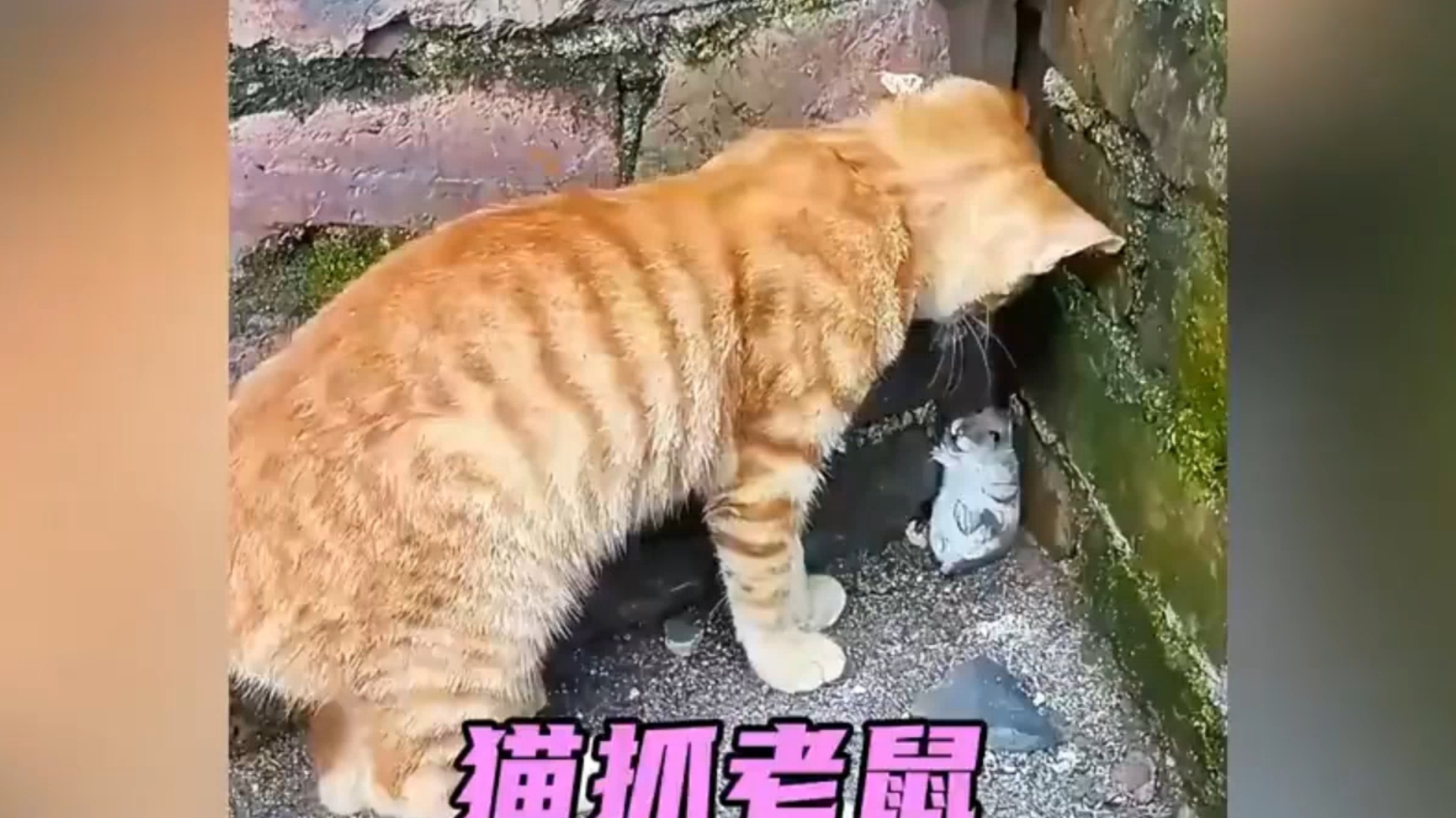 猫抓老鼠哔哩哔哩bilibili