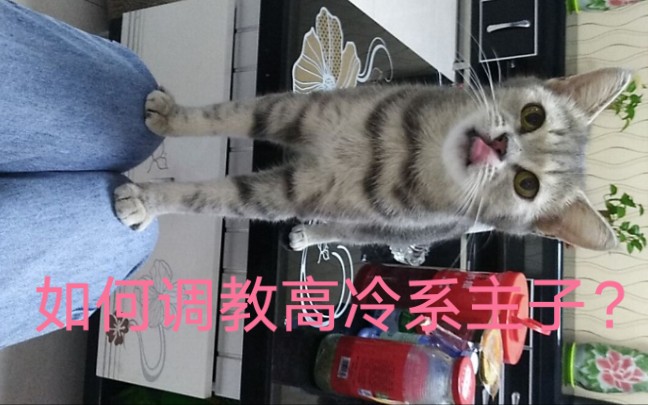 猫奴攻略:如何调教一只高冷的小猫咪哔哩哔哩bilibili