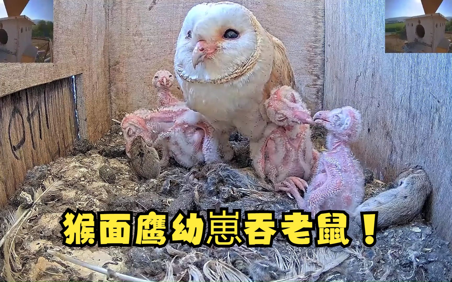 猴面鹰幼崽吞比自己还大的老鼠!哔哩哔哩bilibili