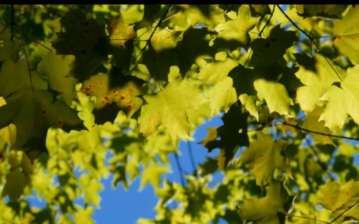 [图]【朗诵】野草题辞 鲁迅