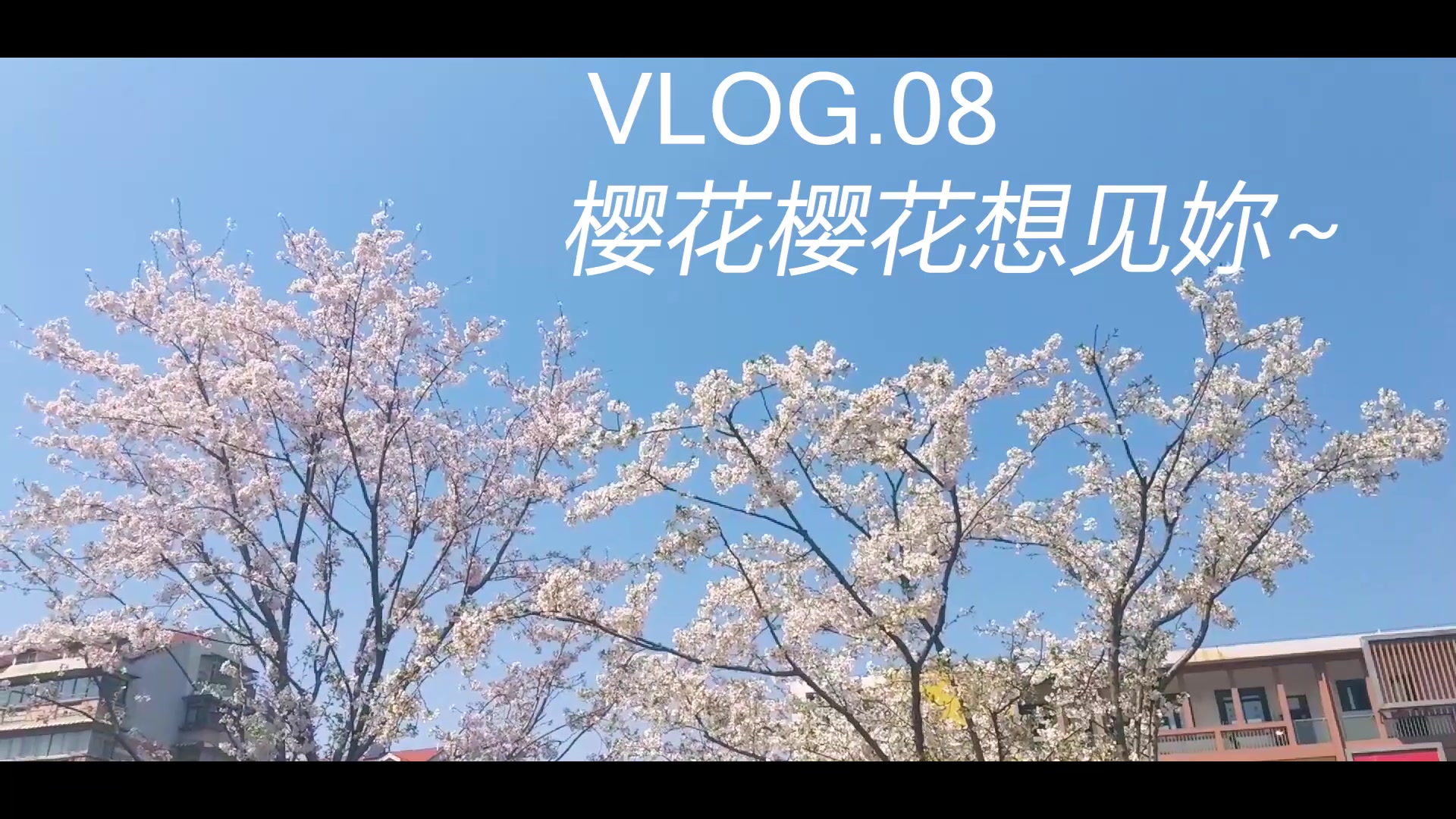 【蜜桃Vlog】Sakura,Sakura哔哩哔哩bilibili