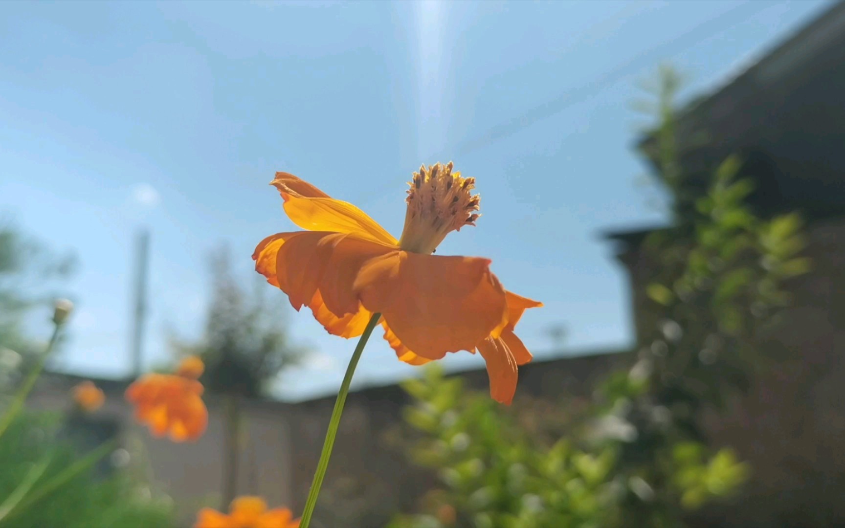 [图]夏天过去了，我好像抓住了整个夏天，又没完全抓住