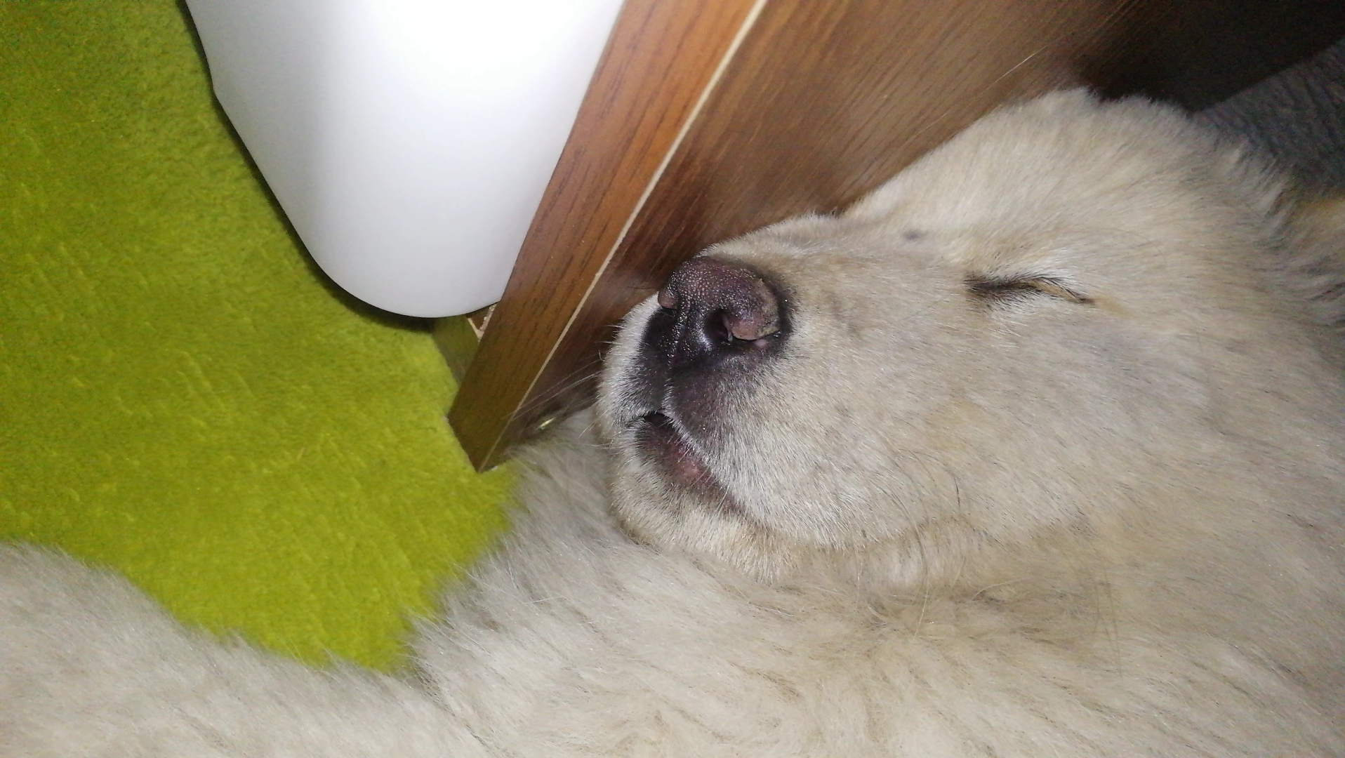 消停下来的时候还是很可爱的嘛!