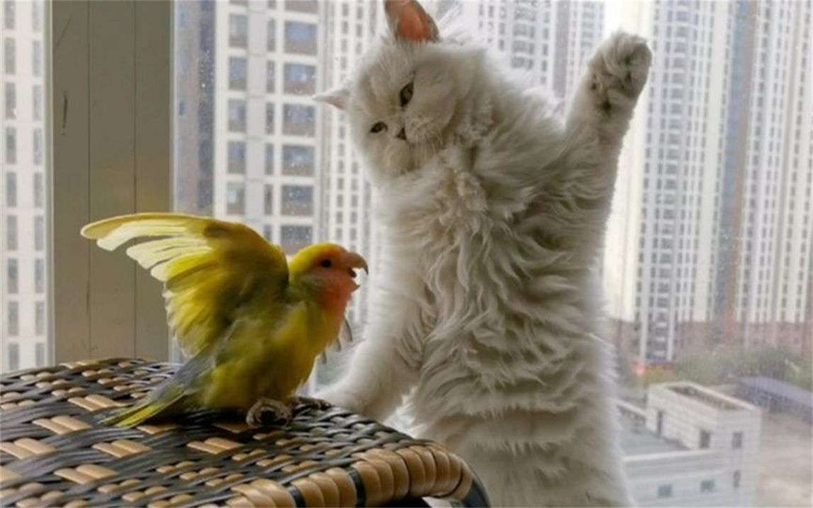 猫咪和鹦鹉一起养,猫咪总是挑逗小鹦鹉,结局能把人笑哭!