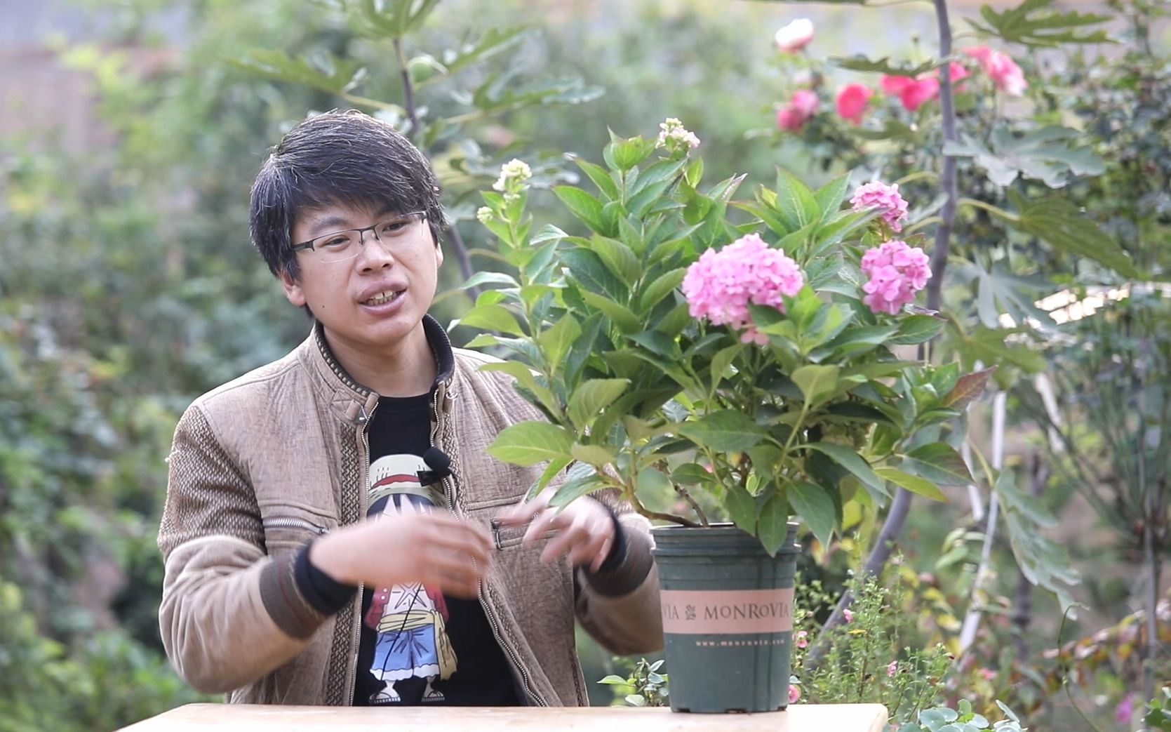 给花卉施肥,叶面肥、根部施肥有什么区别和联系哔哩哔哩bilibili