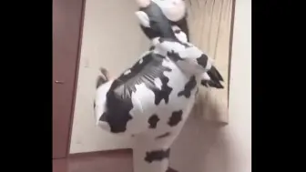 🐮“作为一个华莎粉”🐮