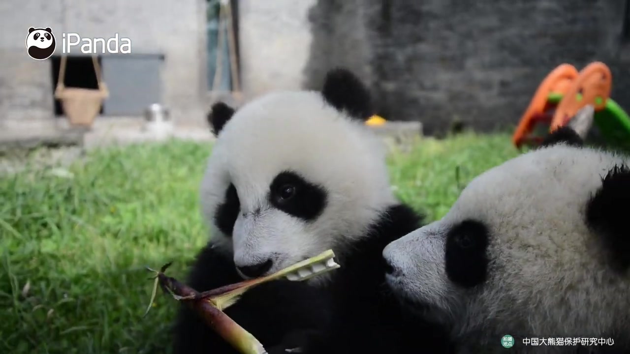 [图][合集]iPanda 油管上点击量高的熊猫视频