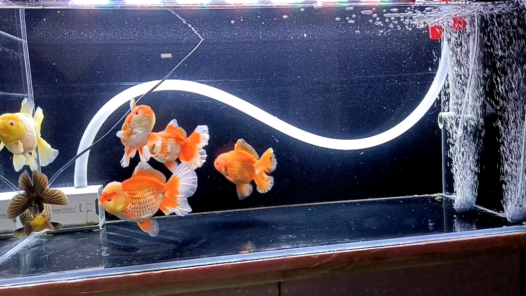 新买的泰狮金鱼入缸啦!