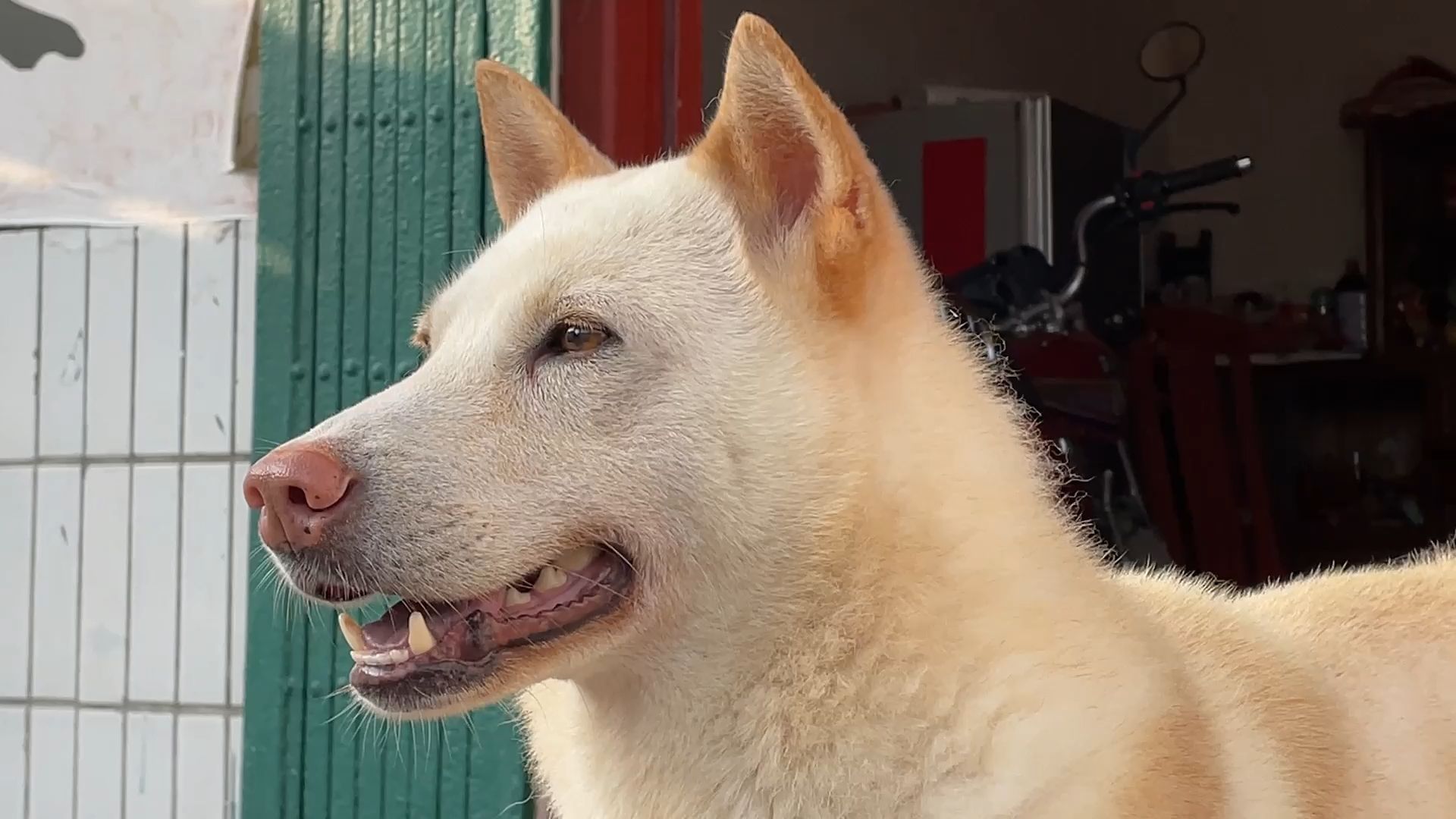 你的家乡是否也有这样一只又萌又帅的大黄?【中华田园犬】