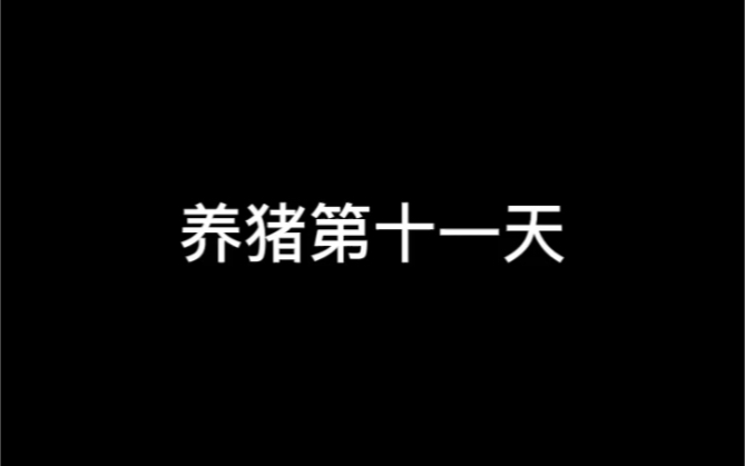 在富川广东温氏养猪的第十一天,今天吐槽一下.哔哩哔哩bilibili